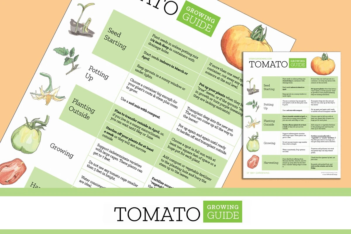Calendario Lunar 2026: Las fechas exactas para sembrar tus tomates y multiplicar tu cosecha - image 1