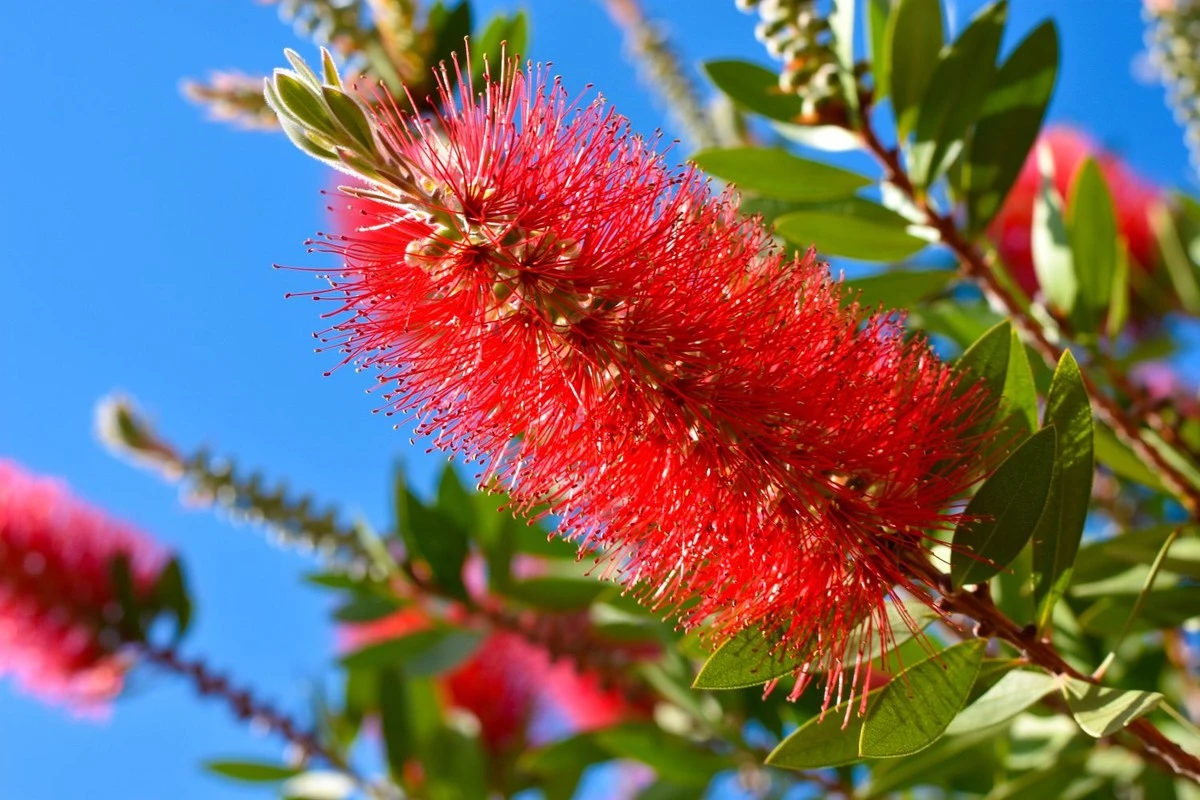 Callistemon: el árbol que atrae abejas y resiste el frío, conquistando jardines - image 1