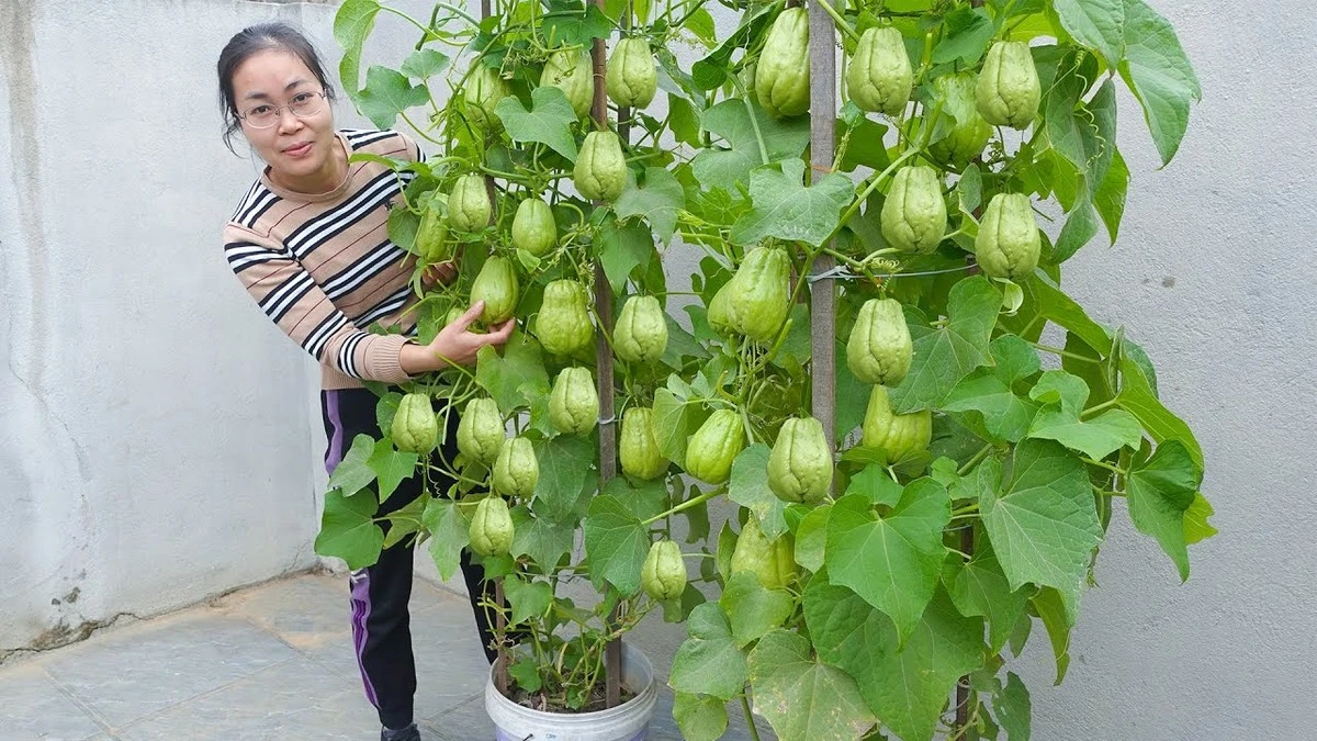 Chayote: El exótico tesoro que tu huerto necesita para deslumbrar (y que puedes empezar a cultivar ya) - image 1