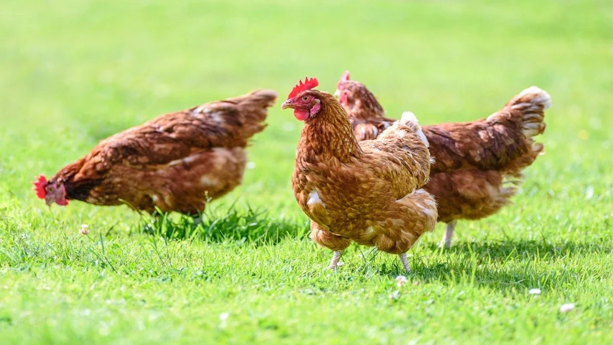 Cinco plantas que tus gallinas amarán y deberías sembrar a principios de marzo - image 1