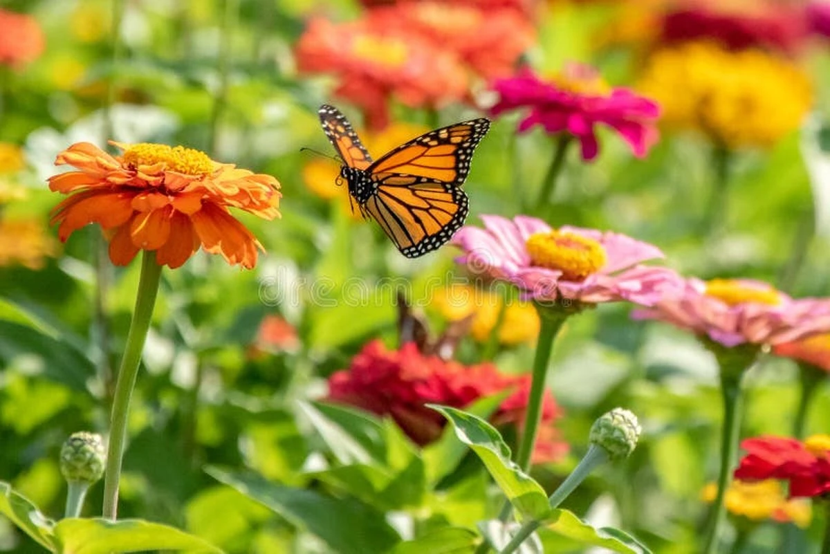 Cinco plantas que atraen mariposas y exigen cero riego - image 1