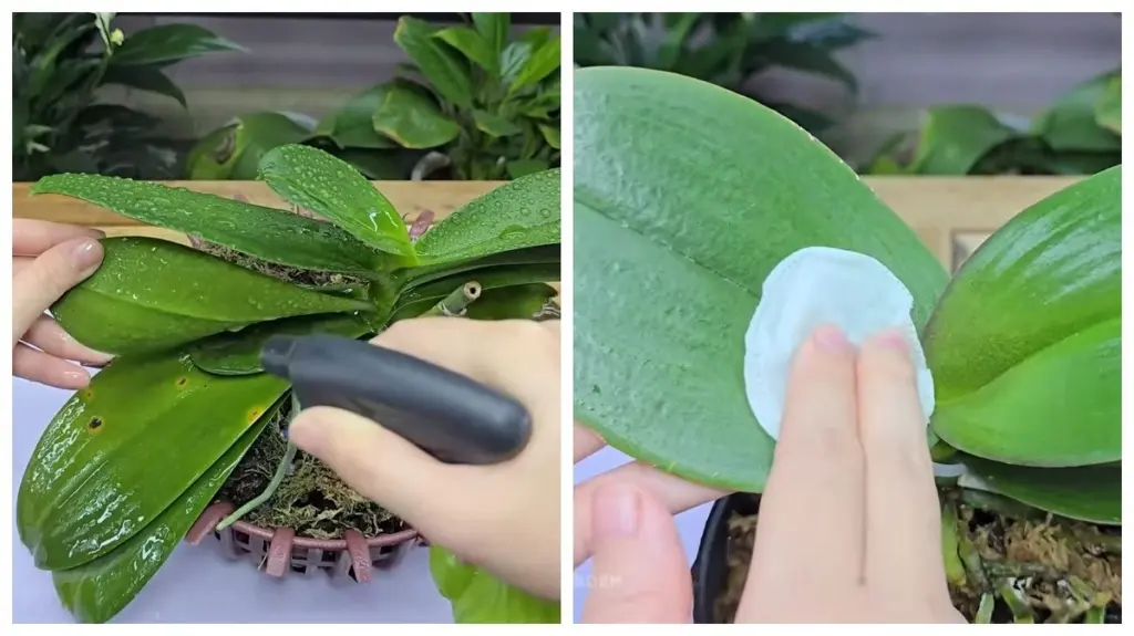 Descubre el secreto para orquídeas florecientes: tu amiga reveló el truco con hojas de papa.