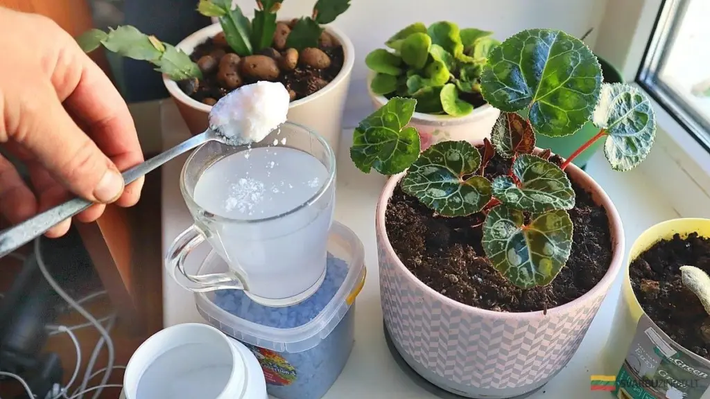 Devuelve el Verde Vibrante a tus Plantas de Interior: La Guía Definitiva de Nutrición