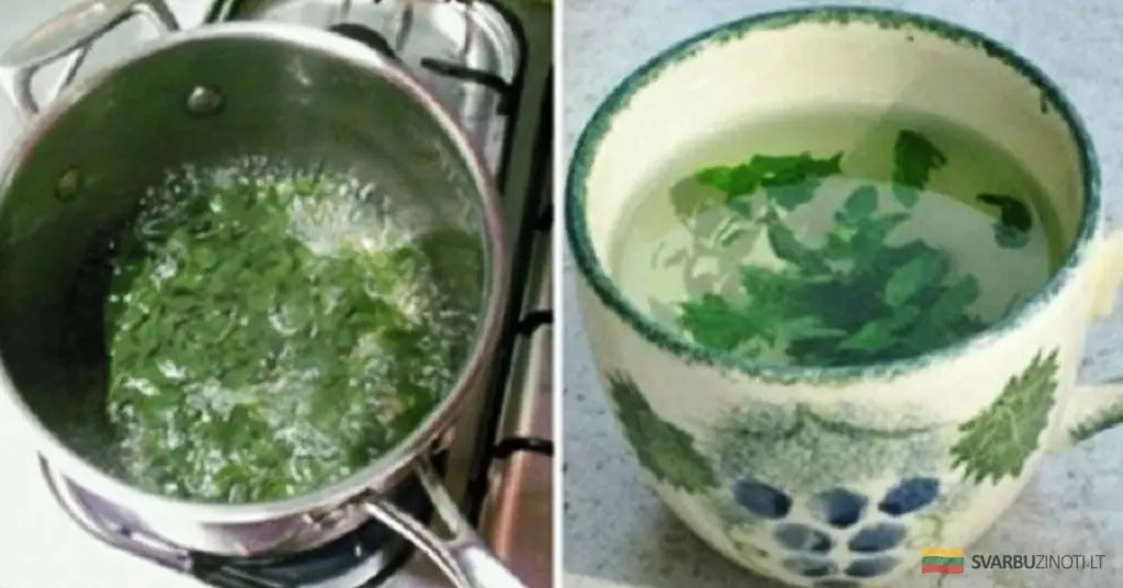 El "árbol de la vida" que revoluciona la salud femenina: más allá de las hormonas