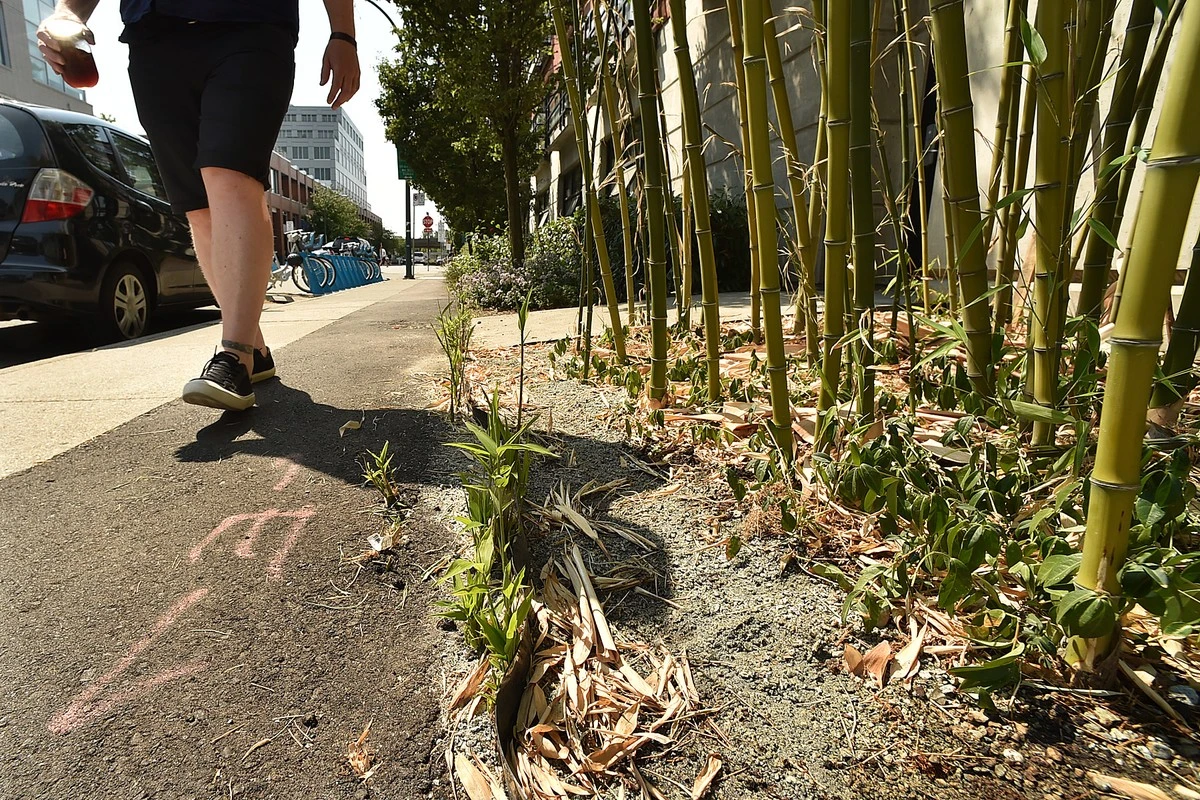 El bambú: la planta 