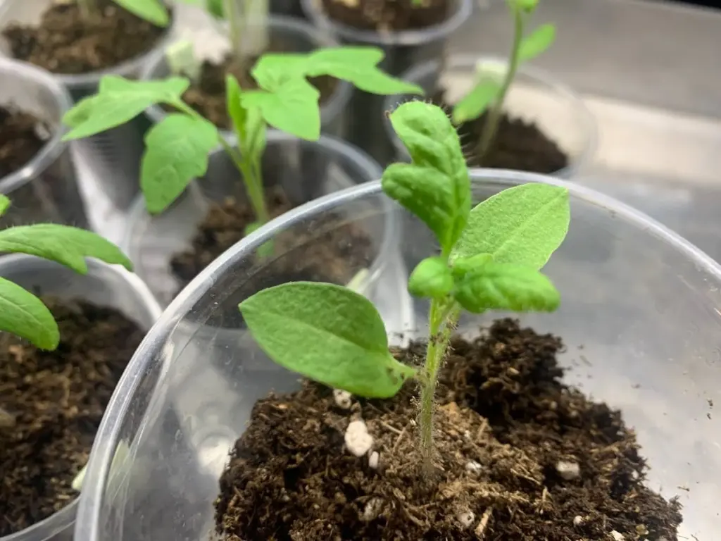 El día crítico para sembrar se acerca: el calendario lunar advierte de una jornada desfavorable