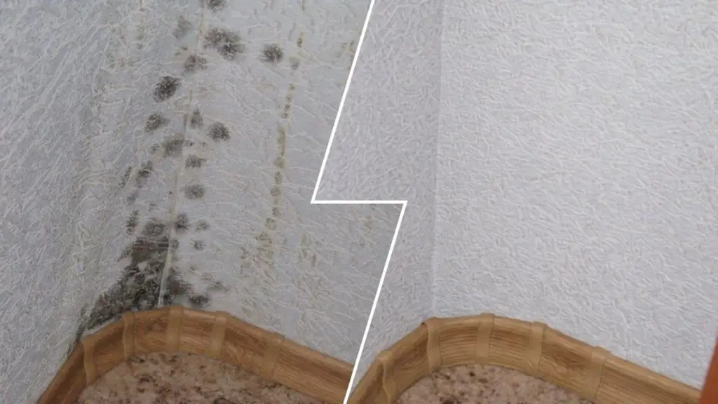 Elimina el moho de las paredes en minutos sin estropear el papel tapiz: 1 solución casera – 0 química