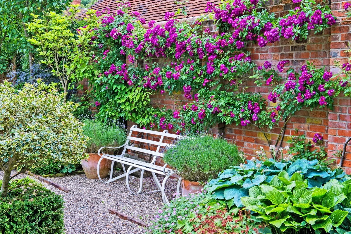El lino de olor: la escaladora olvidada que supera a la glicina y el madreselva - image 1