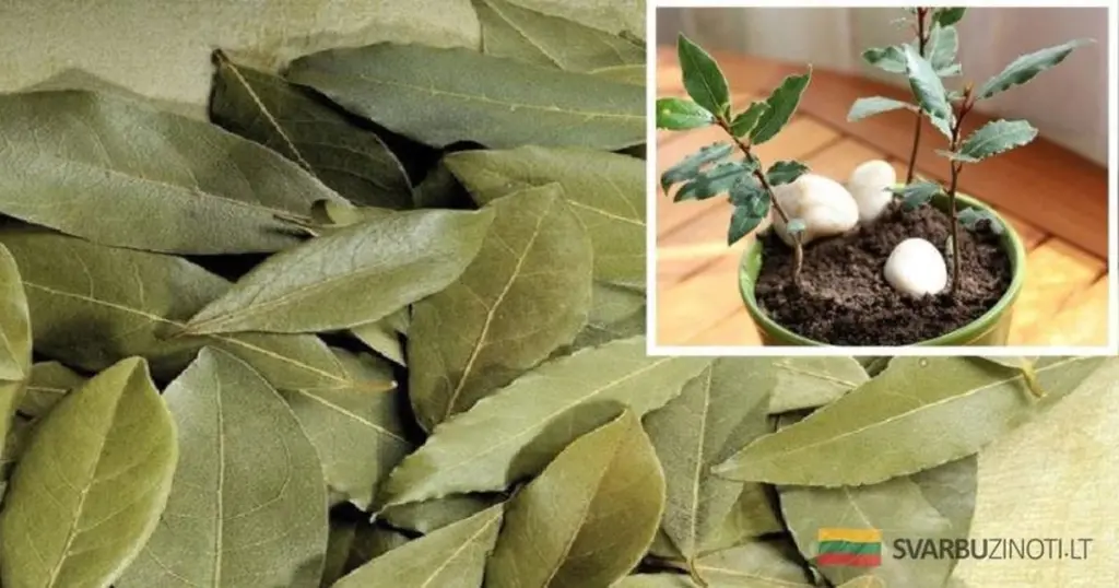 El secreto de las abuelas para plantas espectaculares: solo 4 hojas de laurel