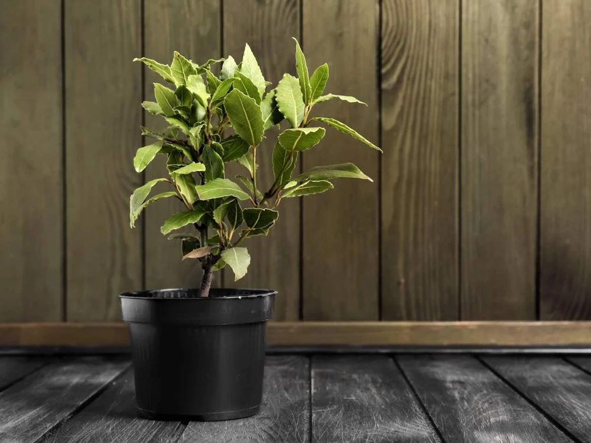 El secreto de las abuelas para plantas espectaculares: solo 4 hojas de laurel - image 1
