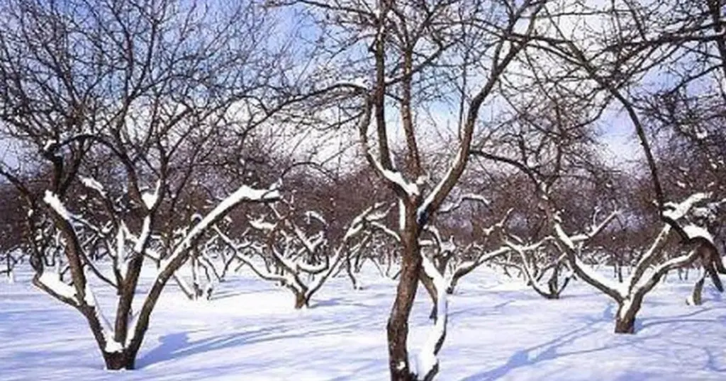 El secreto de los agricultores para una cosecha abundante: abonar bajo la nieve