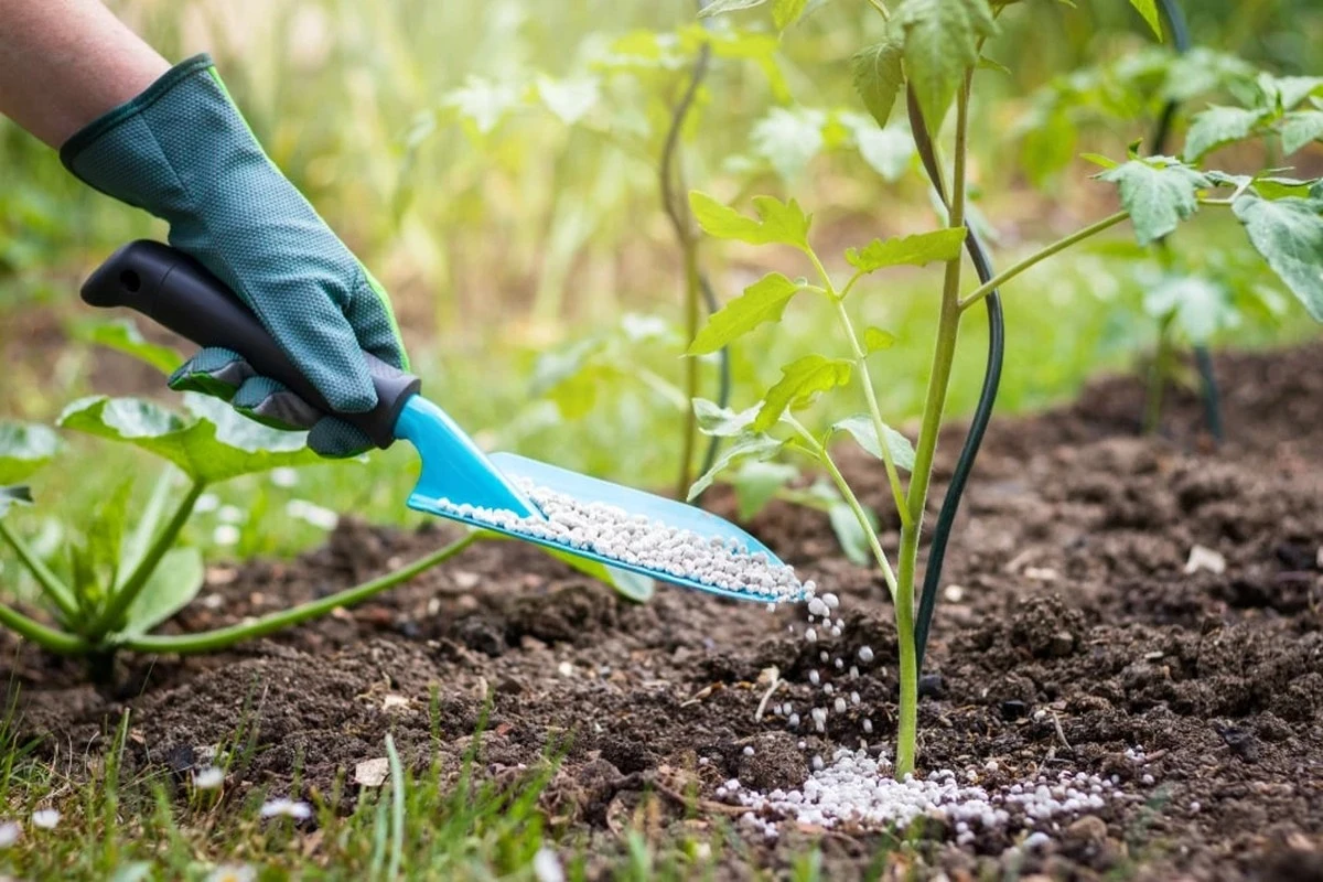 El secreto de los agricultores para una cosecha abundante: abonar bajo la nieve - image 1
