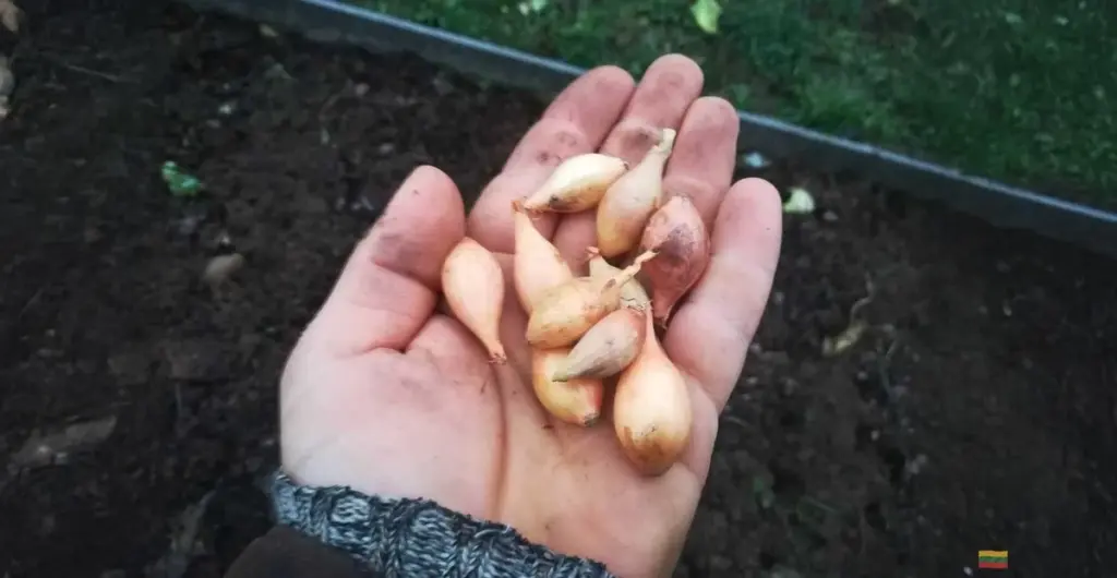 El secreto de los cebollinos de invierno: cuál es el tamaño ideal para plantar