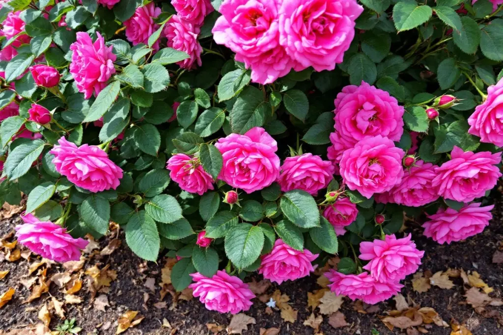 El secreto de los paisajistas: este rosal "eterno" florece antes que todos los demás