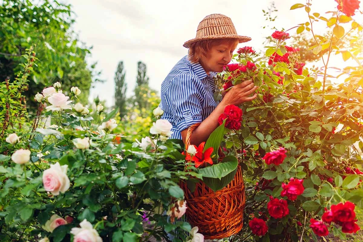 El secreto del rosal perfumado que pocos conocen y que florece en febrero - image 1