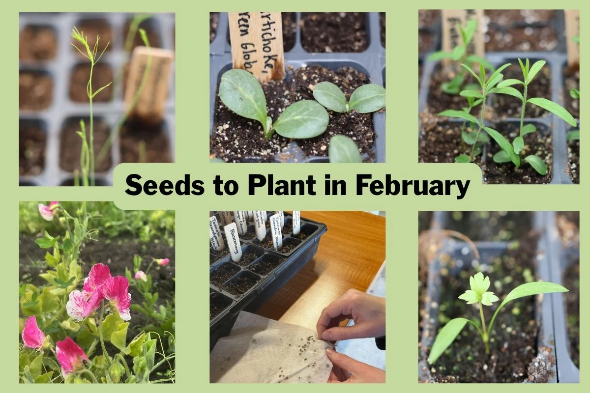 El secreto de un jardín exuberante: cultiva estas 7 plantas en febrero - image 1