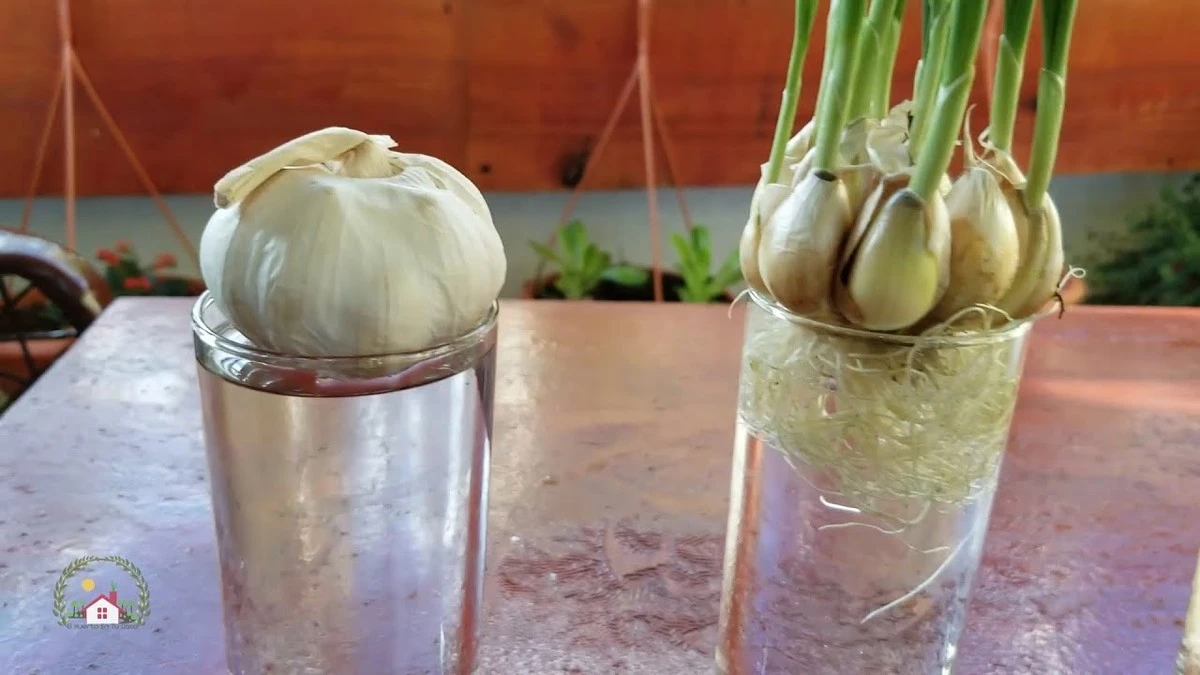 El secreto mejor guardado del ajo: colócalo en tu casa y te sorprenderá - image 1