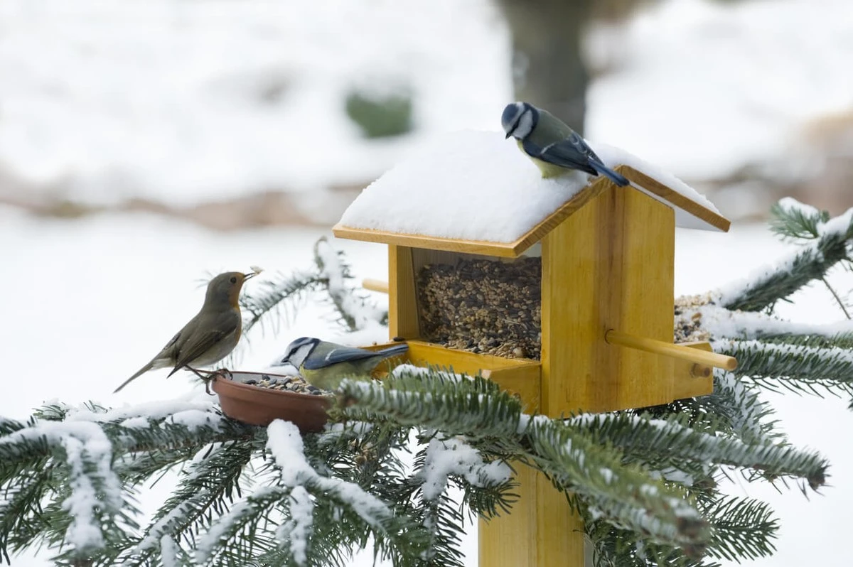 El sencillo truco británico que llena los jardines de pájaros, incluso en invierno - image 1