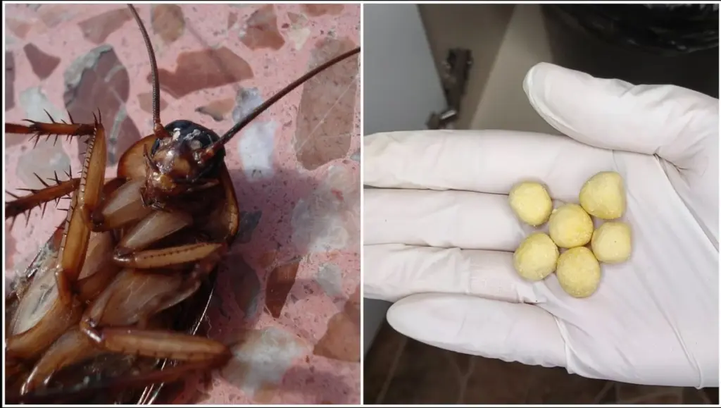 El truco de 3 ingredientes que expulsa a las cucarachas a tus vecinos