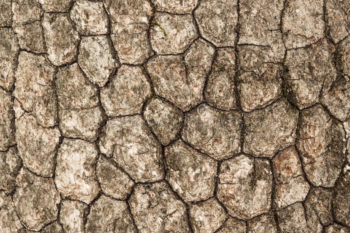 El truco de febrero para revelar la corteza de fuego de los cornejos - image 1