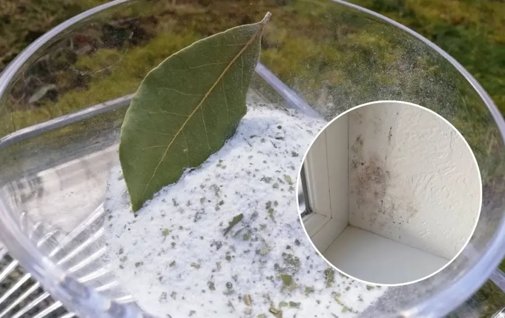 El truco de la sal y el laurel que elimina la humedad y el moho de tus ventanas sin gastar fortuna