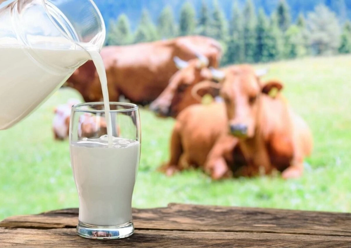 El truco del pañuelo que usan los vendedores de leche para saber si está aguada - image 1