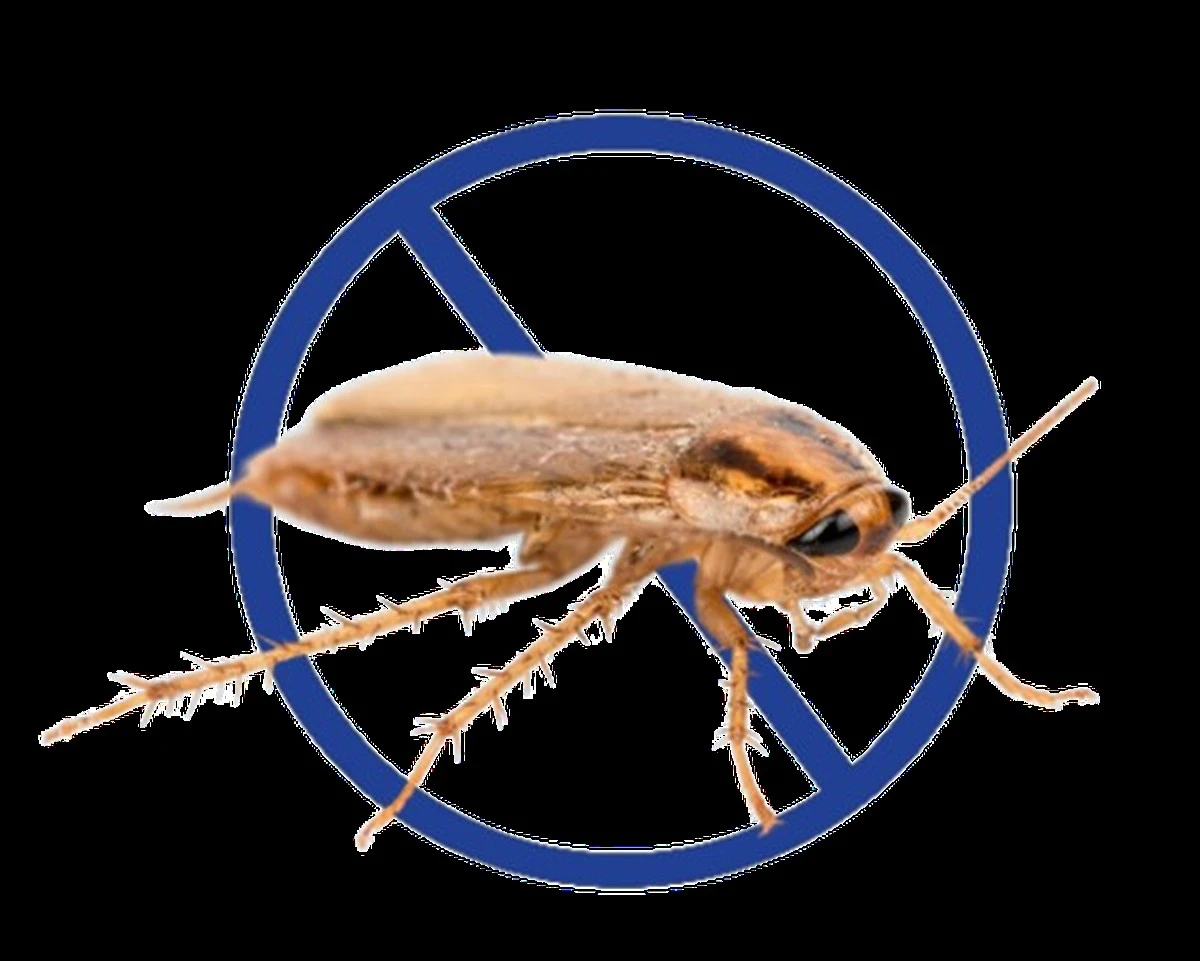 El truco del spray de vinagre y menta que hace desaparecer las cucarachas en 24 horas - image 1