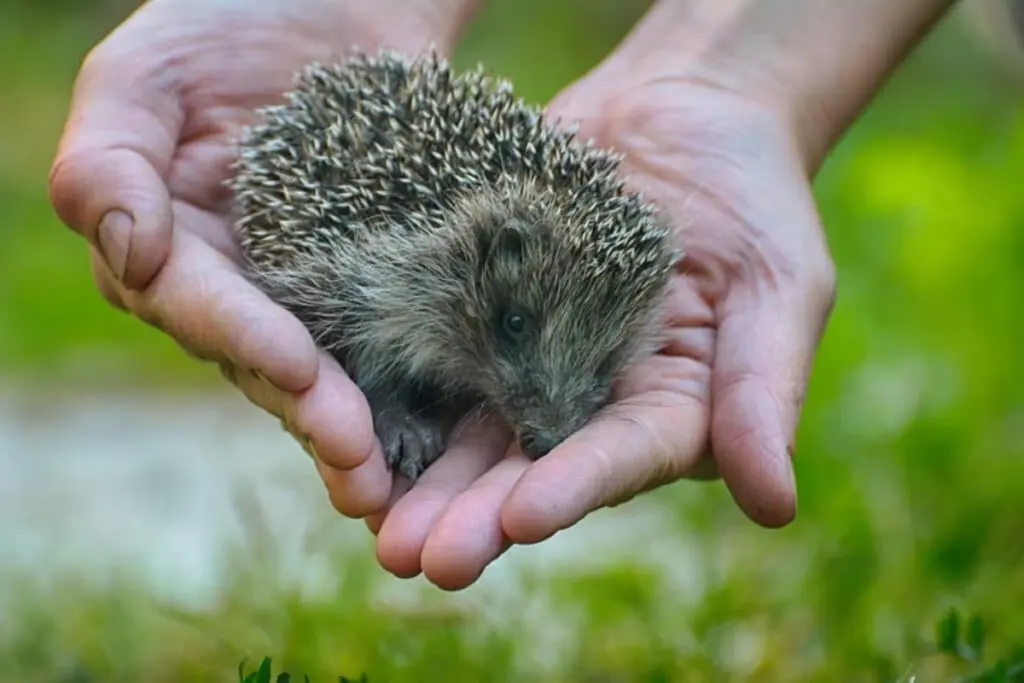 Encuentras un erizo en tu jardín: esto es lo que debes hacer para protegerlo (y evitar un error fatal)