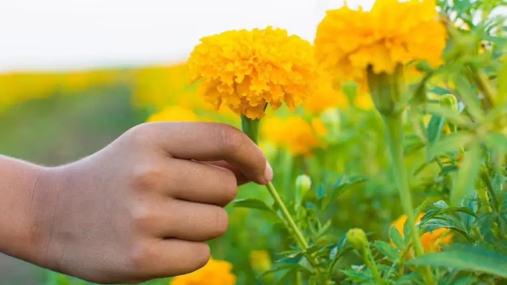Estas 3 flores florecerán todo el verano sin esfuerzo en 2026
