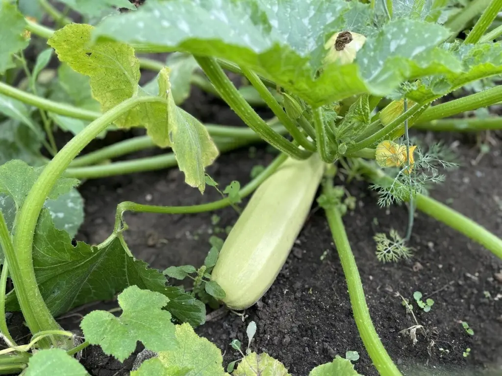 Este calabacín se cultiva año tras año por su carne dulce y firme