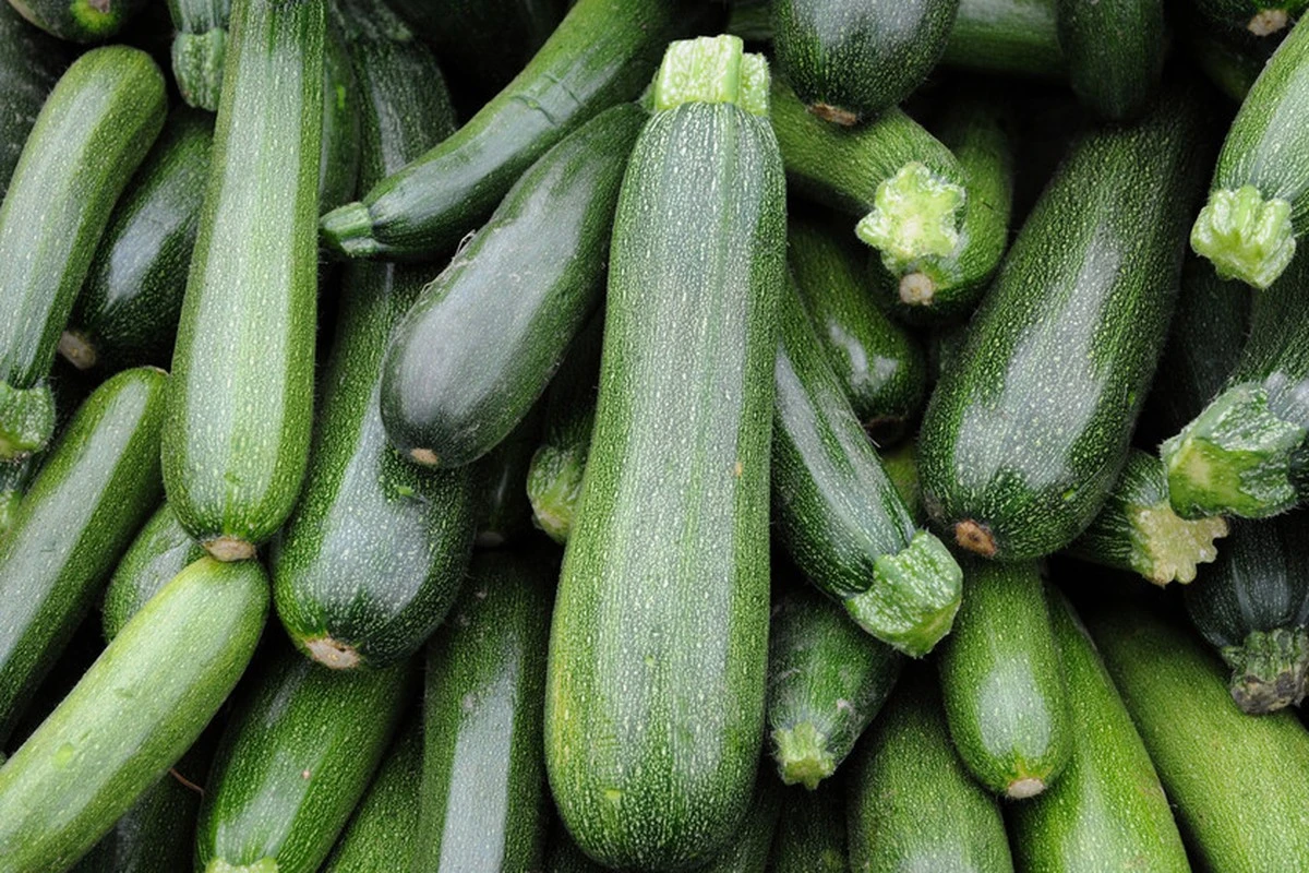Este calabacín se cultiva año tras año por su carne dulce y firme - image 1