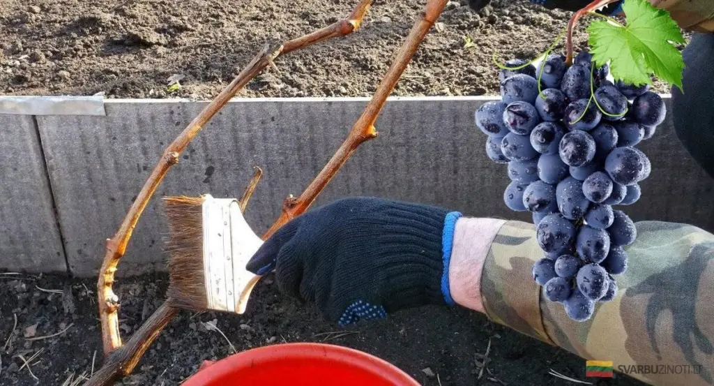 Evita que plagas y enfermedades arruinen tu cosecha de uvas: el tratamiento de primavera infalible