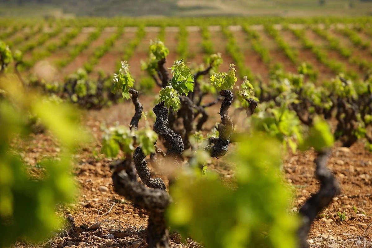 Evita que plagas y enfermedades arruinen tu cosecha de uvas: el tratamiento de primavera infalible - image 1