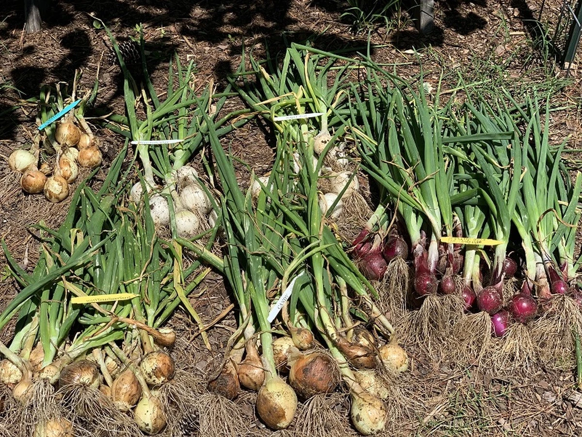 Evita que tus cebollas se espiguen: el error fatal de almacenamiento en febrero - image 1