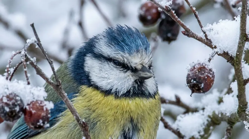 Febrero: el mes crítico para las aves de tu jardín y qué hacer para salvarlas