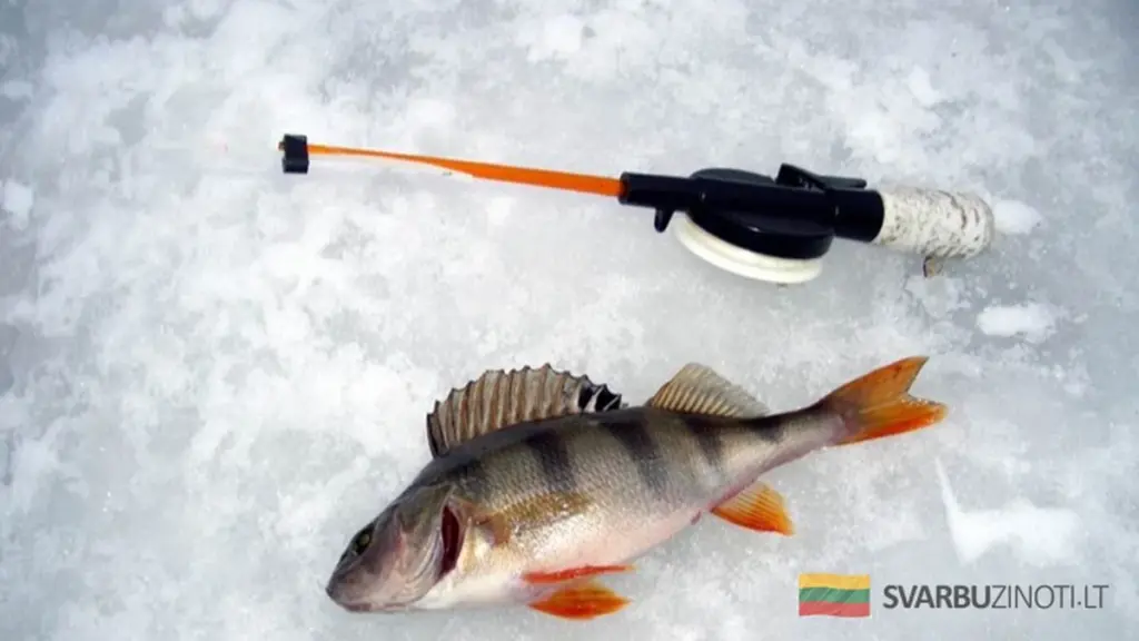 Febrero, el mes de los trofeos: los días clave para la pesca de invierno