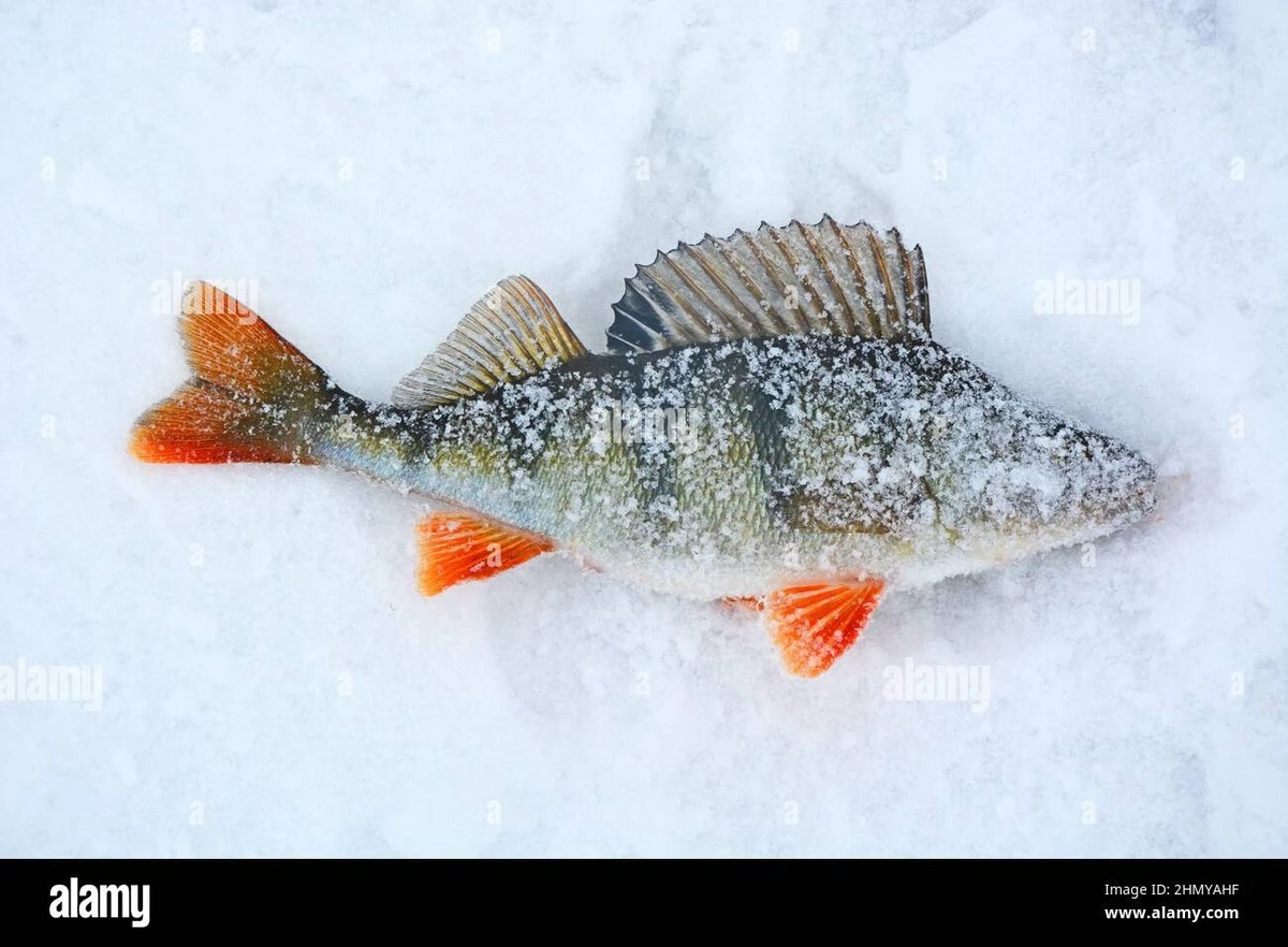 Febrero, el mes de los trofeos: los días clave para la pesca de invierno - image 1