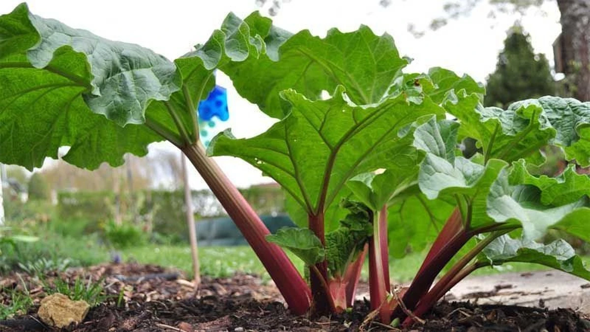 Febrero: El mes secreto para cosechar la mejor ruibarbo - image 1