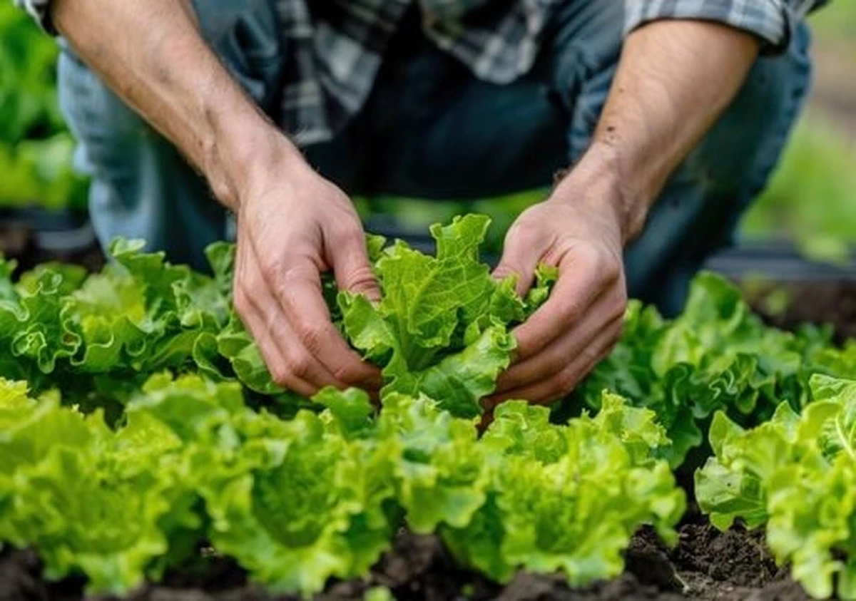 Febrero: la clave secreta para un huerto exitoso y anticipado - image 1