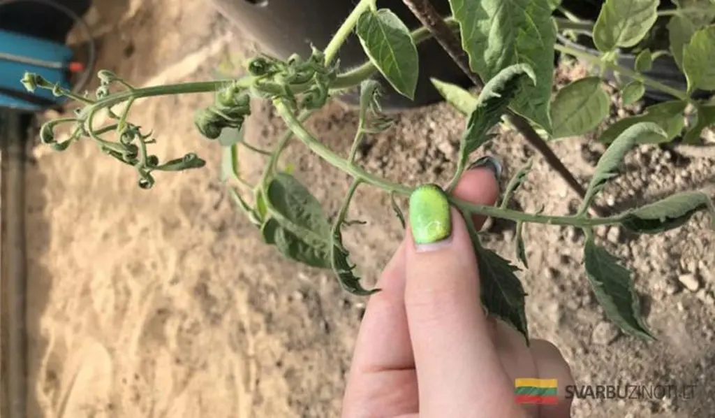 Hojas de tomate enrolladas: la guía definitiva para salvar tus plantas