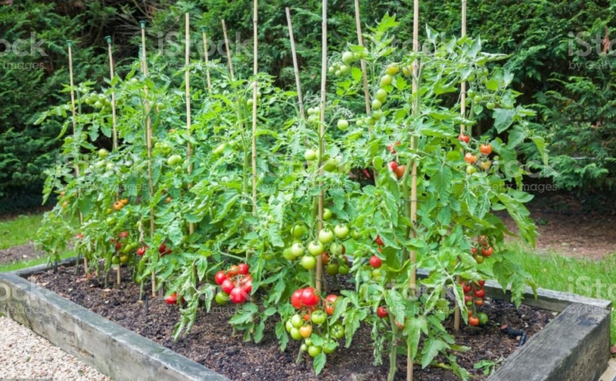 Hojas de tomate enrolladas: la guía definitiva para salvar tus plantas - image 1