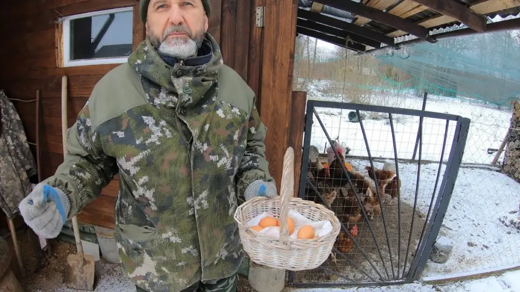 Huevos diarios en invierno: el secreto para que tus gallinas no dejen de poner