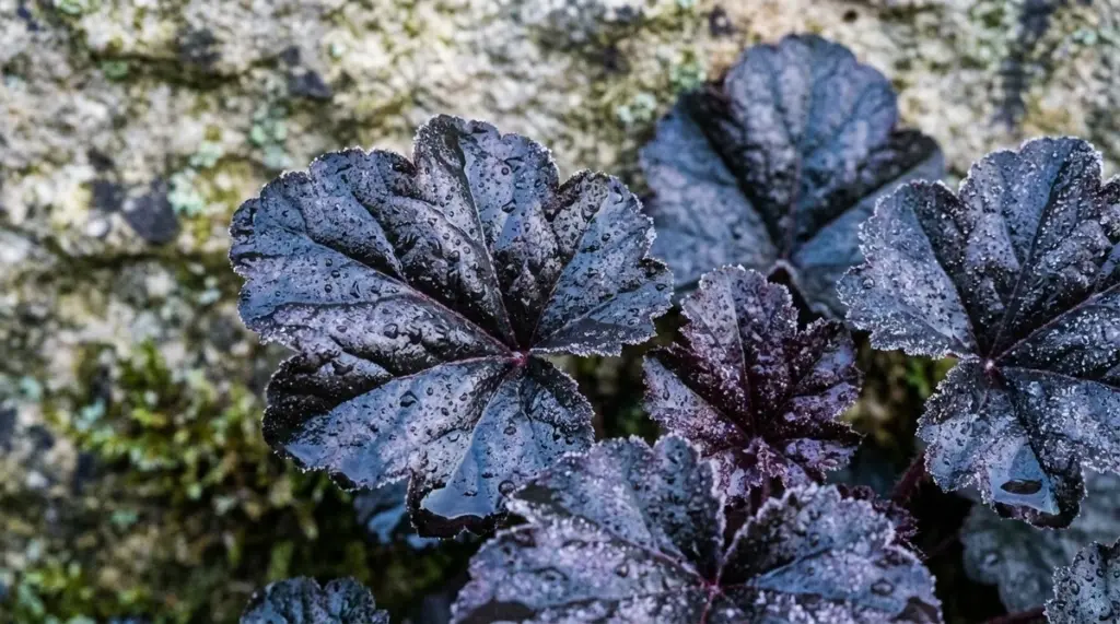 Jardín de invierno: cómo las plantas de hojas negras transforman tu espacio (y por qué los paisajistas las aman)