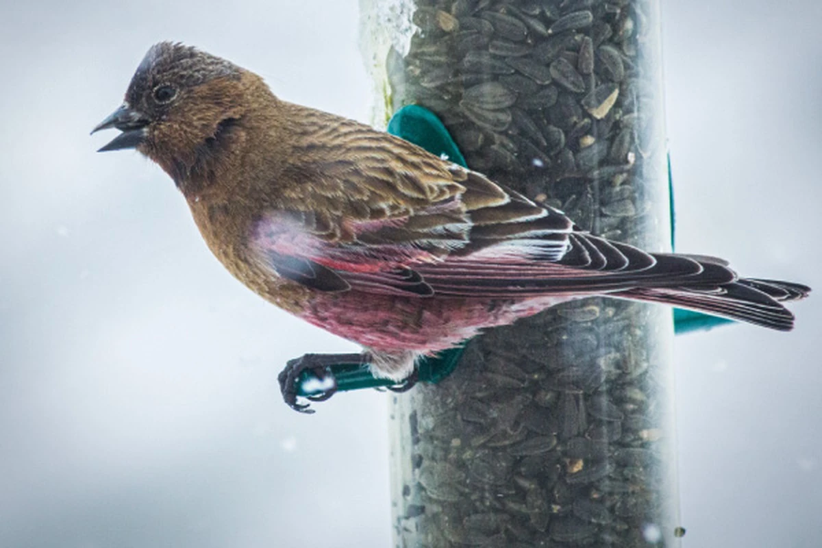 La fecha clave para dejar de alimentar a los pájaros: un error común que afecta su supervivencia - image 1