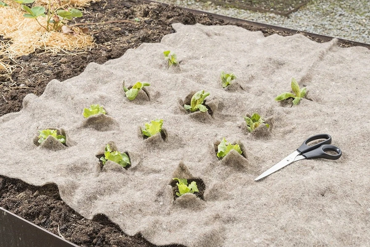La lana de oveja: el secreto inesperado para proteger tus plantas de las heladas tardías - image 1