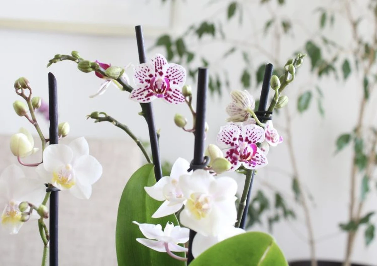 La papa: El truco secreto de las abuelas para orquídeas que florecen tras el invierno - image 1