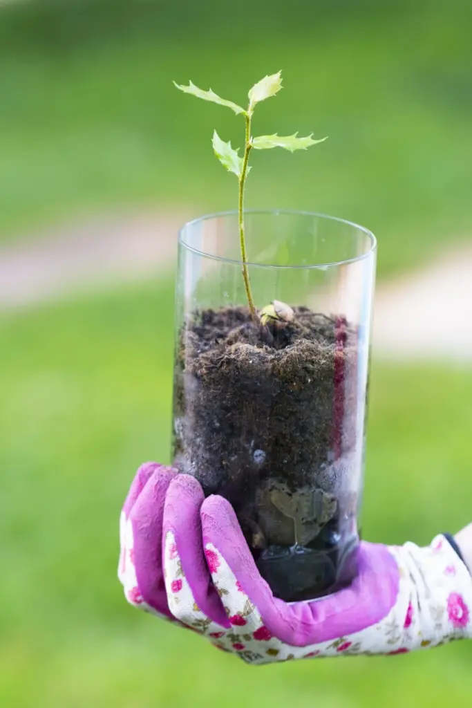 La planta que plantaban en primavera para atraer la suerte y proteger tu hogar