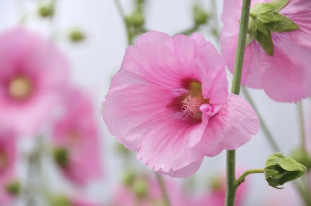Las claves olvidadas de marzo que garantizan la espectacular floración de tus malvaviscos