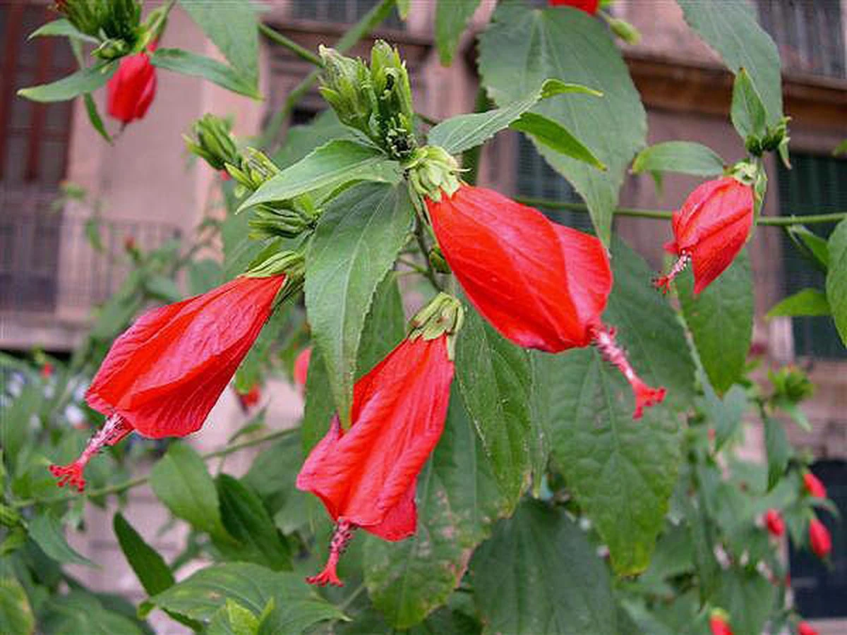 Las claves olvidadas de marzo que garantizan la espectacular floración de tus malvaviscos - image 1