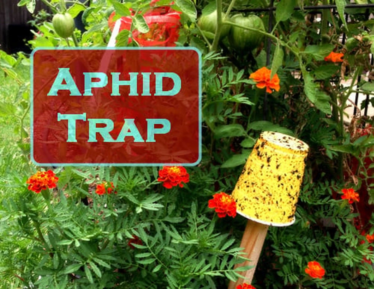 La técnica alemana para adelantarte a las plagas de pulgones este febrero - image 1